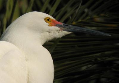 Snowy Egret digiscoped