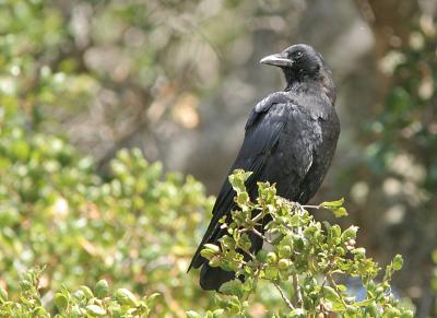 Common Raven : Corvus corax