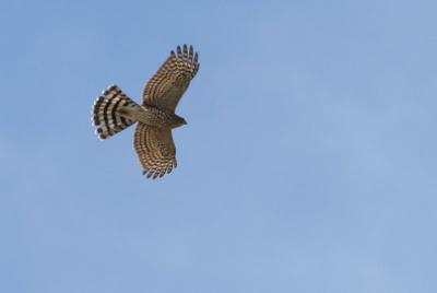 Sharp-shinned Hawk? Or perhaps Cooper's.