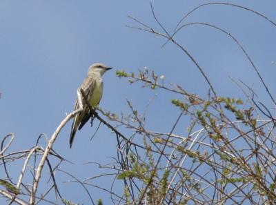 Western Kingbird