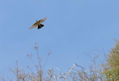Western Kingbird