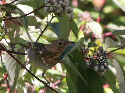 Swainson's Thrush