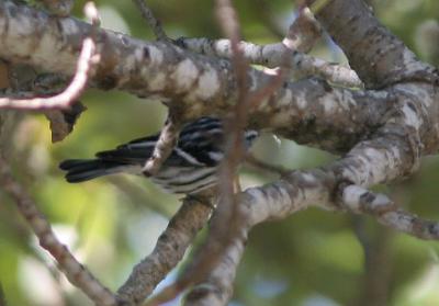 Black and White Warbler
