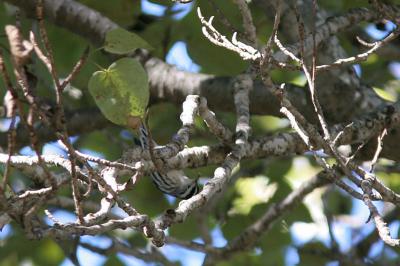 Black-and-white Warbler : Mniotilta varia