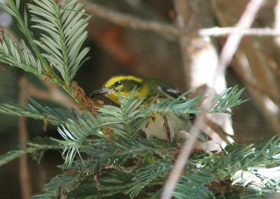 Townsend's Warbler : Dendroica townsendi