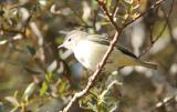 Warbling Vireo