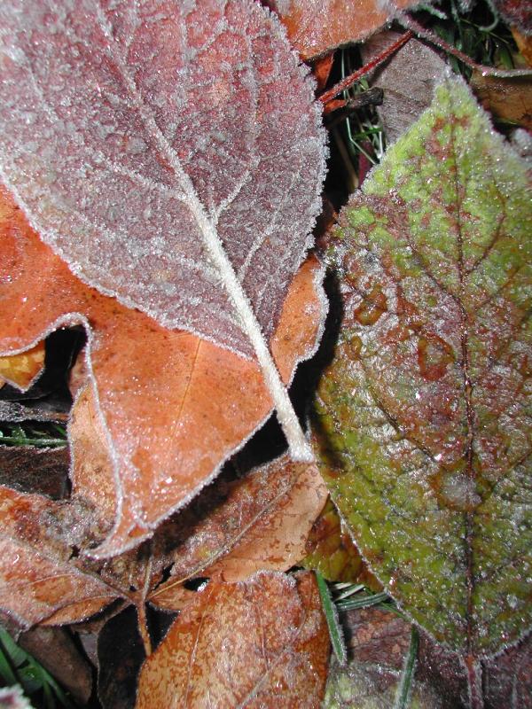 Frostiga lv