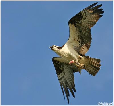 Osprey with fish tail