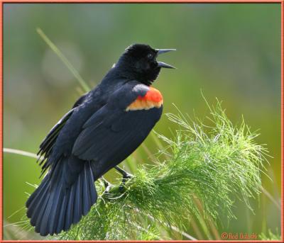 Redwing Blackbird singing