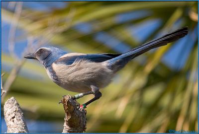 Scrubjay