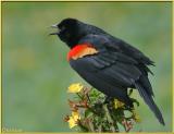 Redwing Blackbird ll