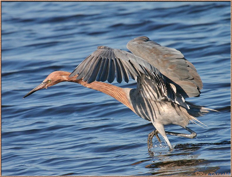 Reddish Egret  Feeding3