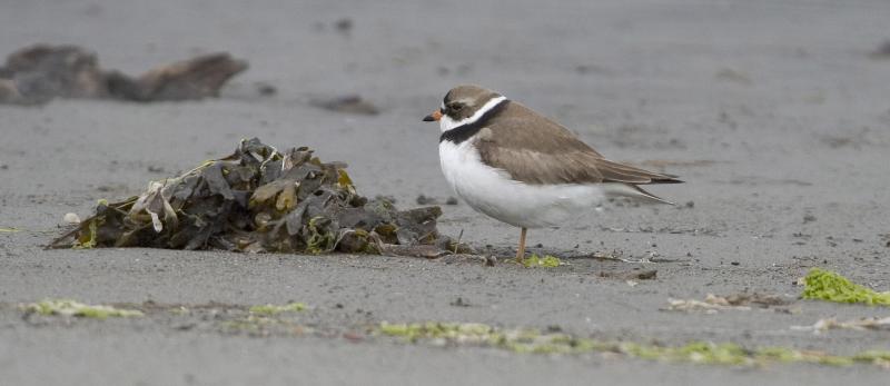 Semipalmated Plover