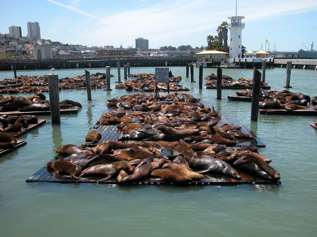 0407 sea lions.jpg