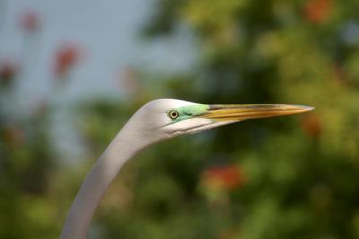 egrets - great white egret
