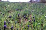 Blue flowers field in Mangoop