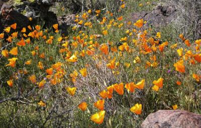 Poppies from the desert