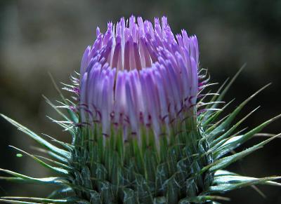 Cactus flower