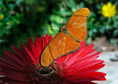 Butterfly and red flower