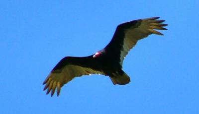 turkey vulture may 3.jpg