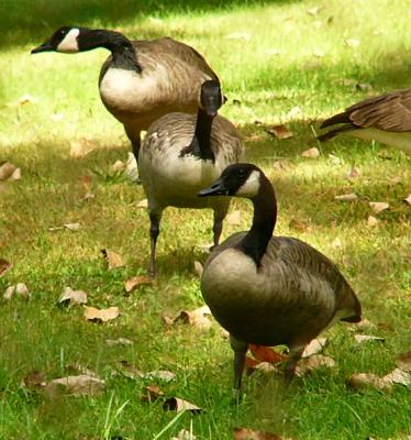 canadageese