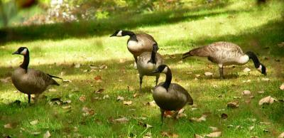 canadageese