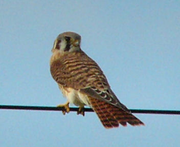 kestrels