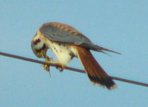 kestrel male 008.jpg