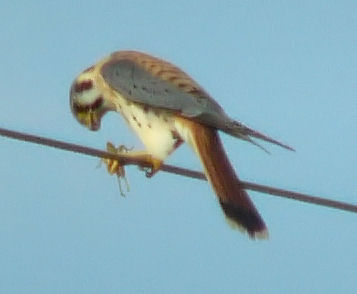 male kestrel 007.jpg