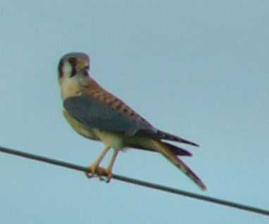 male kestrel 064.jpg