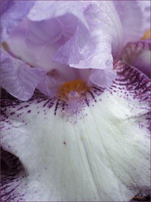 50m Iris1