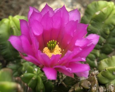 50m-Cactus Bloom
