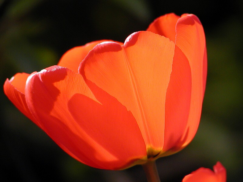 Tulpenbluete (single Tulip)