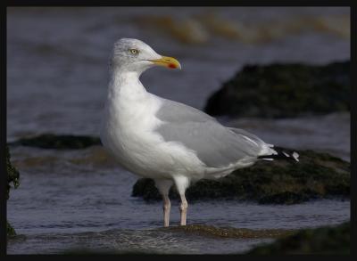 Herring Gull 4