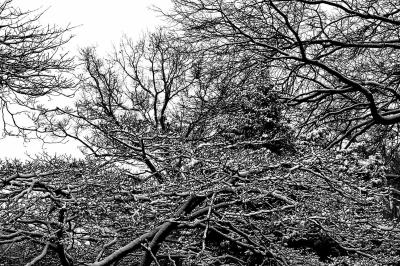 northeast snowstorm Feb. 28 2005 (large)