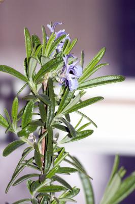 rosemary flower D70 70-210mm f/4-5.6D Nikkor (large)