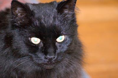 turquoise eyed panther (large)