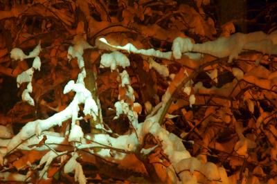 snow-covered branches under halogen and sodium light (large)