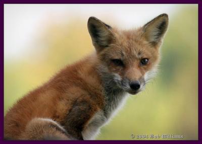 Fox .jpg