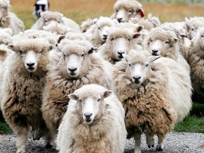March 1:  Herding Sheep