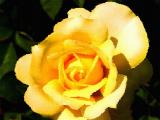 Yellow Rose