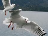 The Gull