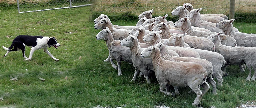 Mossy and Sheep.jpg