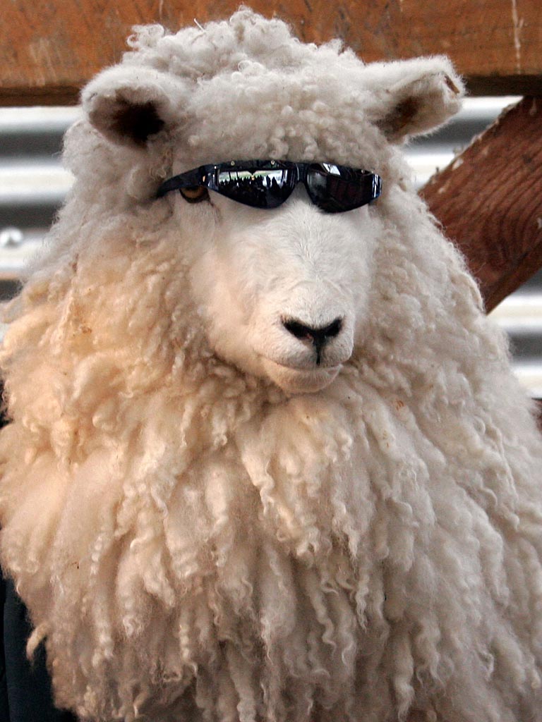 Mr. Cool