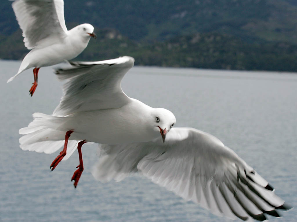 The Gull