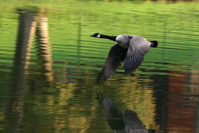 Ducks, Geese and Turkeys