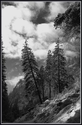 3082-Trees-of-Yosemite.jpg