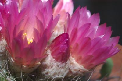 0059 Cacti bloom 1.jpg