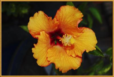 0015 Hibiscus.jpg