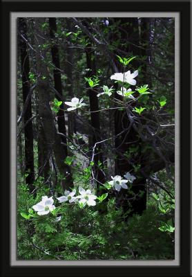 0178 Dogwood Blooms.jpg